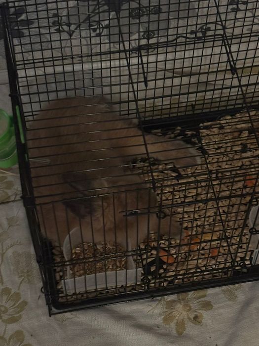 Продаётся декоративный кролик