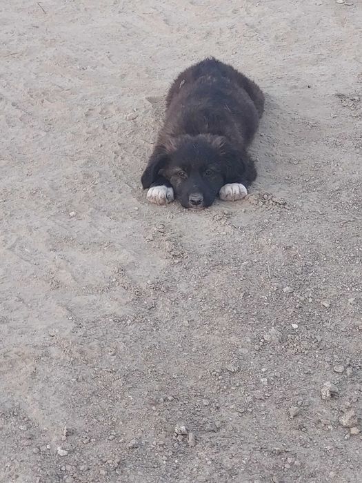 Кученца си търсят дом !