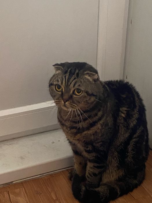 Шотландский вислоухий кот