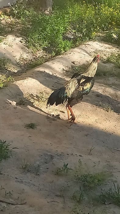 Zotor xoroz zotiga javob