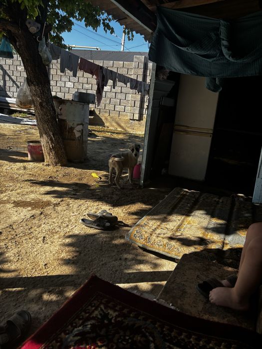 Алабай чисто кровный