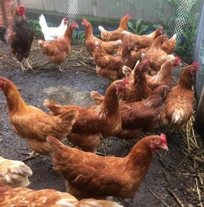 Продам Курей Ломан браун!