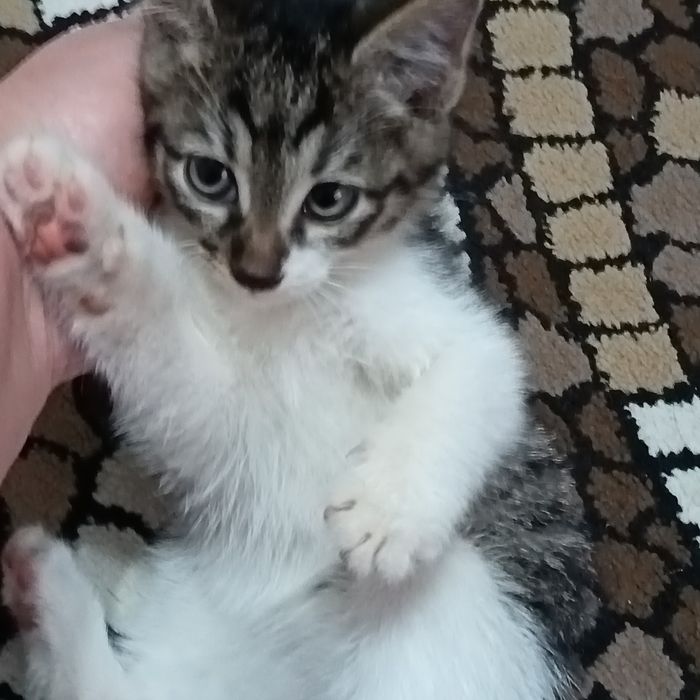 Отдадим в добрые руки  котята 2месяца