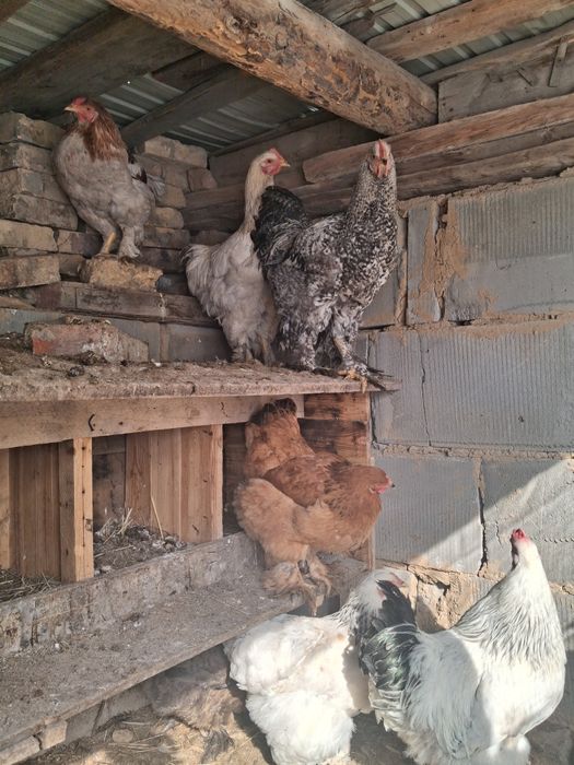 Продам брама петух