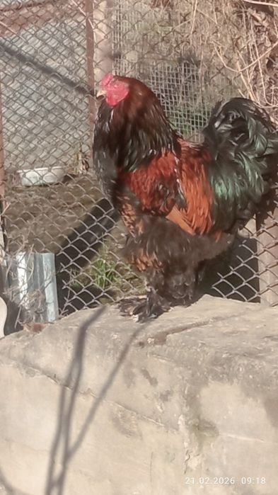 Продаются петухи брама разных мастей