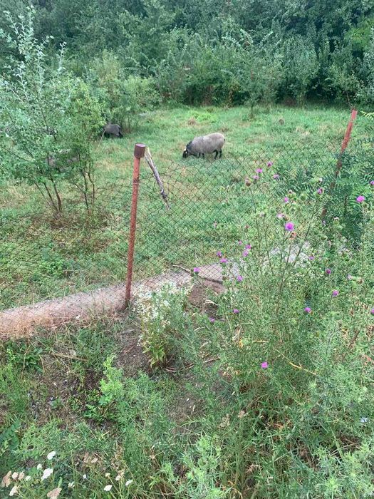 Vand oi si berbeci rasa Romanov