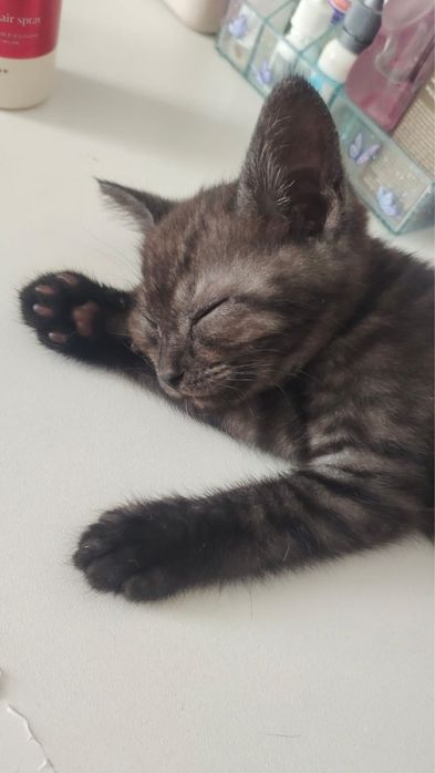 Котенок в любящую семью