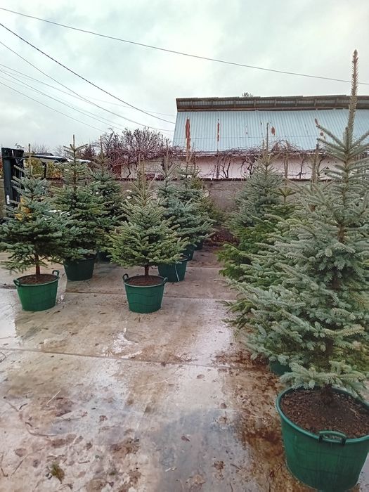 Brazi argintiu la ghiveci