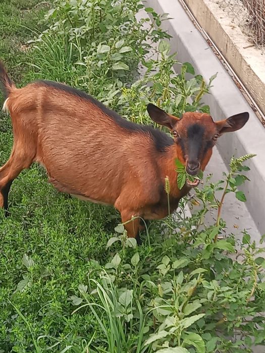 Țapi Alpina Franceza