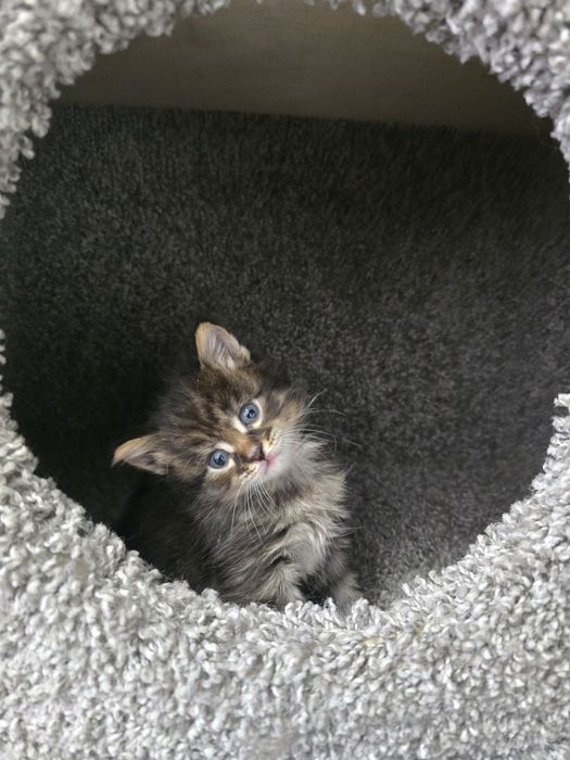 Очаровательные котята мэйнкуны