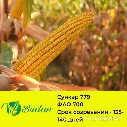 Семёна кукурузы Сункар-779 и  сорт Арман Каз-ЛК-650
Трехлиней