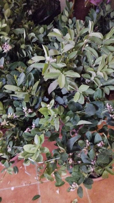 Лимон цветущий и с плодами