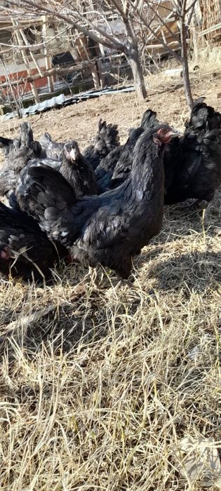 Держинский гигант. Все вопросы по телефону.