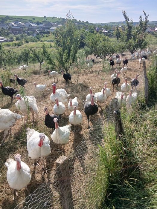 Pasari de curte de vanzare