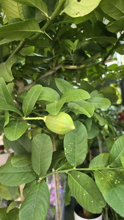 Дерево лимона с плодами. Лимон.  Цитрус.