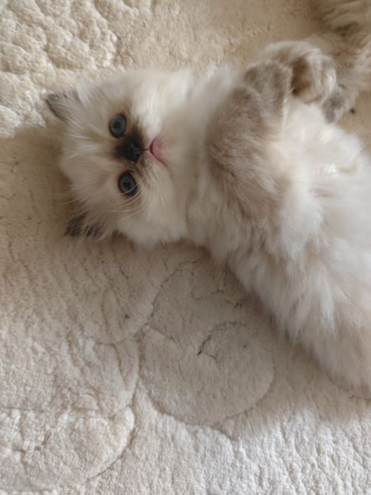 Pui pisică British Longhair