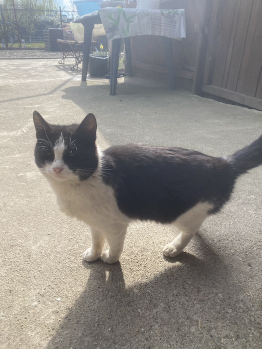 donez pisicuta  rasa europeana