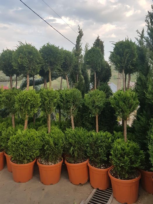 Amenajari curti grădinii plante ornamentale