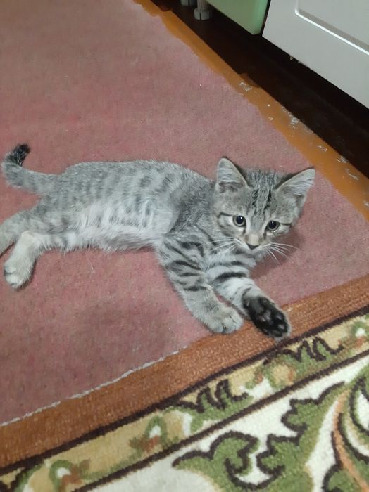 Котята домашние  ..