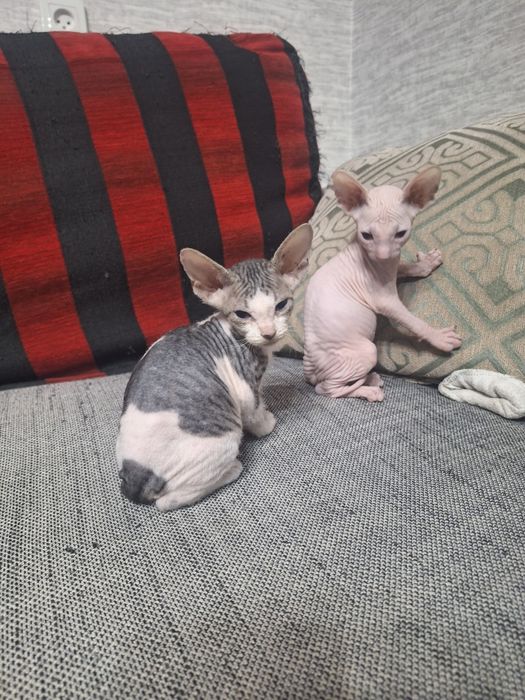 Продам котят породы Сфинкс