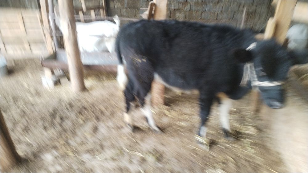 1 жасар құнажын мен ұрғашы бұзау