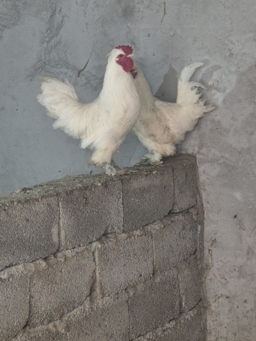 Продаётся петухи