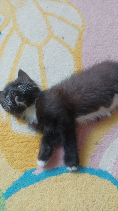 Котик от мамы британки Метис