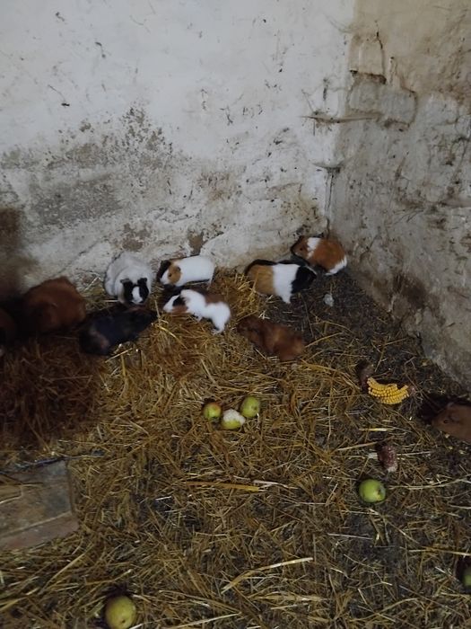 Vind porcusori de guinea