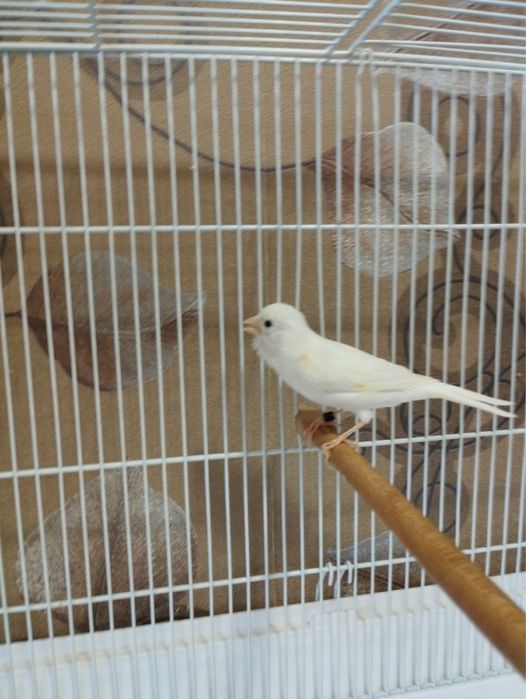 Продаются канарейки