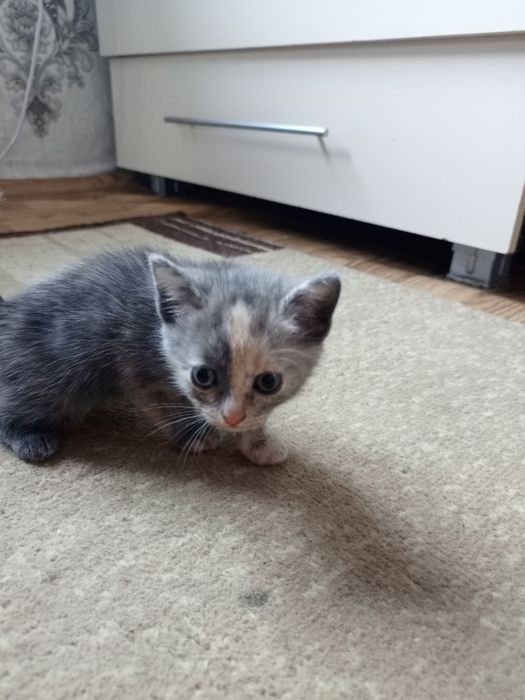 Отдам котят в добрые руки