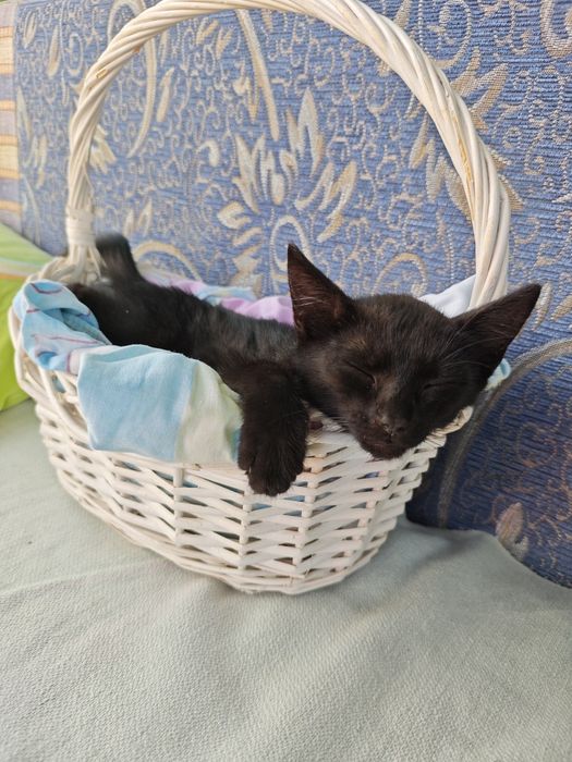 Ищем добрые руки для котёнка!