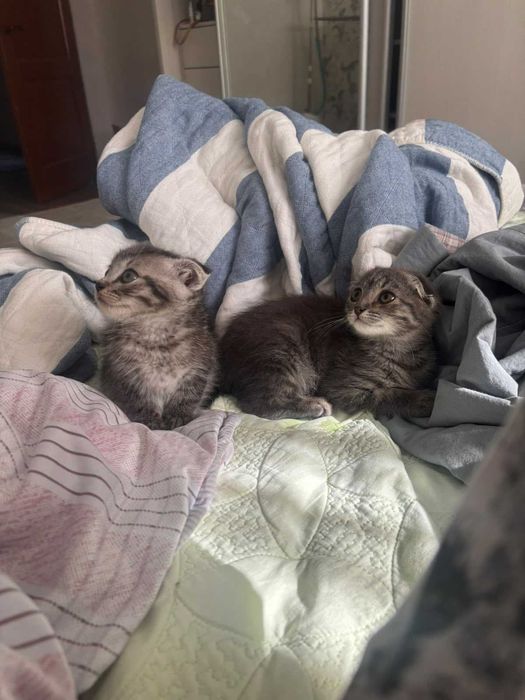 Котята вислоухие