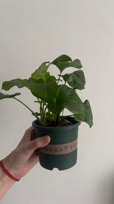 Филодендрон дваждыперистый