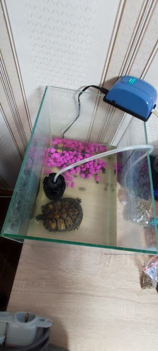 Водная черепаха + аквариум с насосом