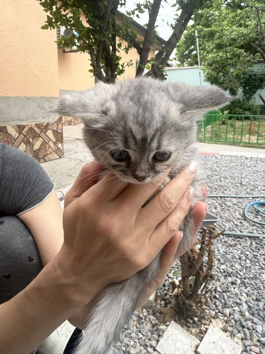 Котята Страйты породистые