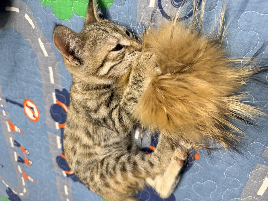 Mushukcha Tigrrr