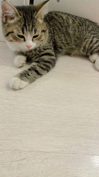 Отдам в добрые руки котенка