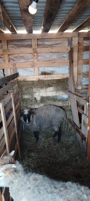 Продам баранов жирные