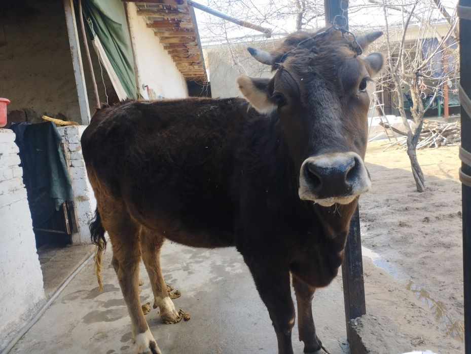 Шивит гуножинча сотилади