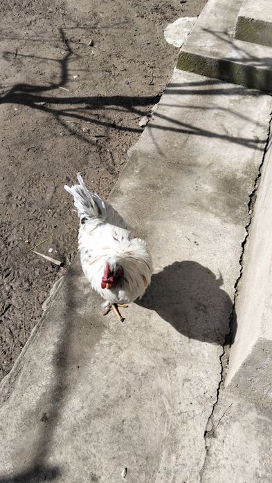 Хохлатая қораз сатылады