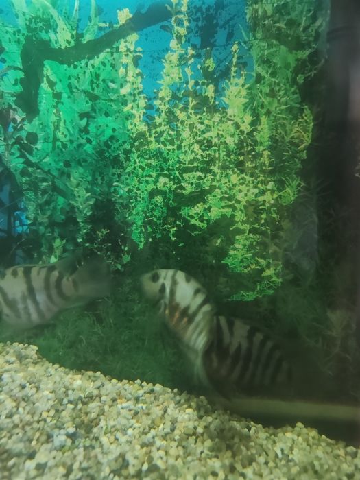 Donez Ciclide Negrofasciatum