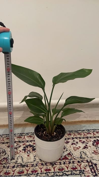 Уй гулдері сатылады