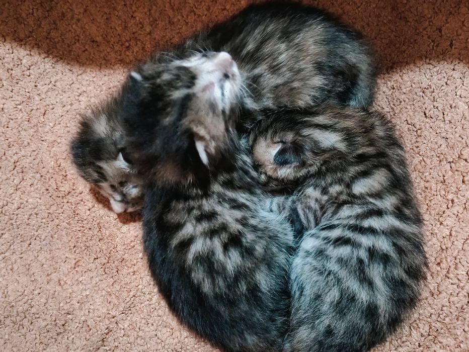 Полубенгалские котята