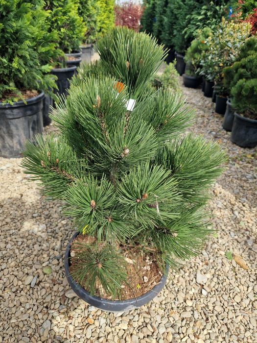 Plante ornamentale