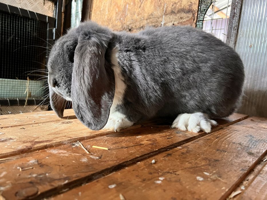 Mascul Berbec German