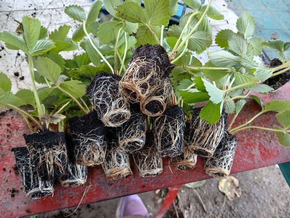 пикиран целогодишен разсад