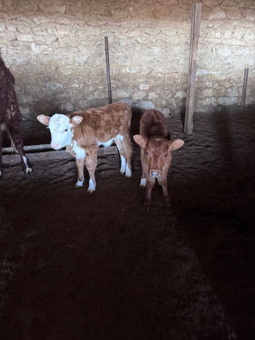 10 бас сиыр сатылады