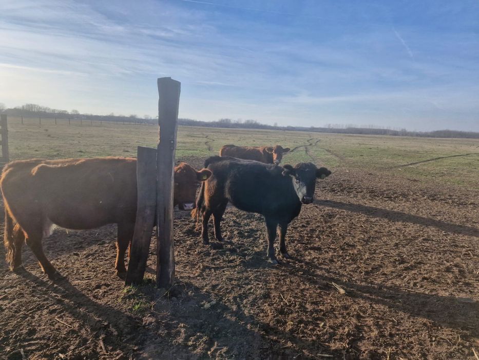 25 juninci Angus gestante