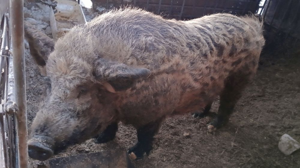 Продам хряка 200 000тг