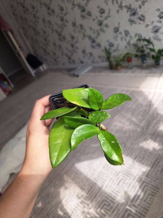 Пеперомия, аптения,традесканция,